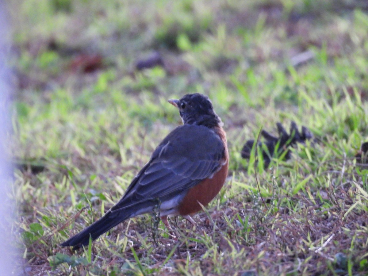 American Robin - ML642899272