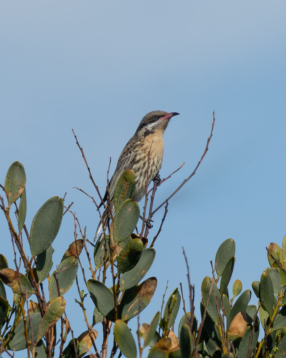 Spiny-cheeked Honeyeater - ML642899273