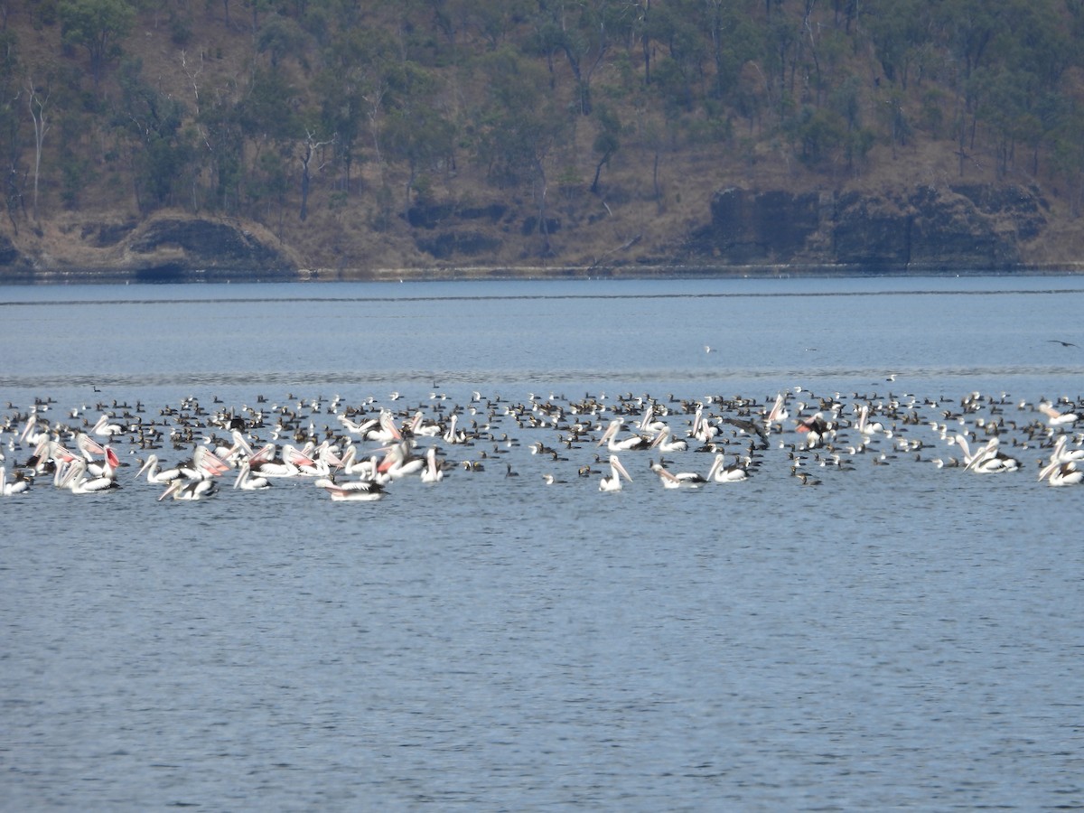 Australian Pelican - ML642899275