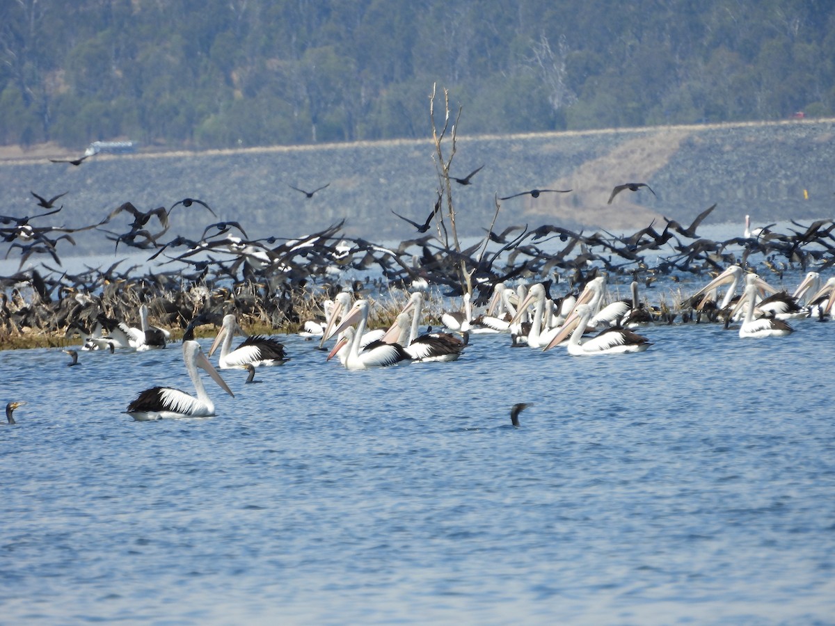 Australian Pelican - ML642899276