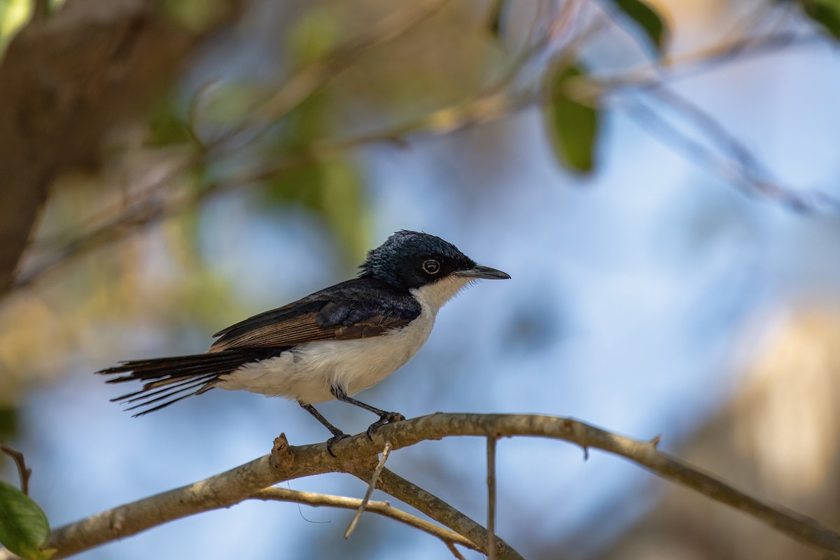 Paperbark Flycatcher - ML642899277