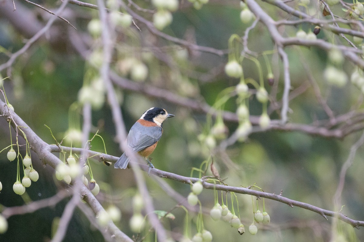 Varied Tit - ML642899278