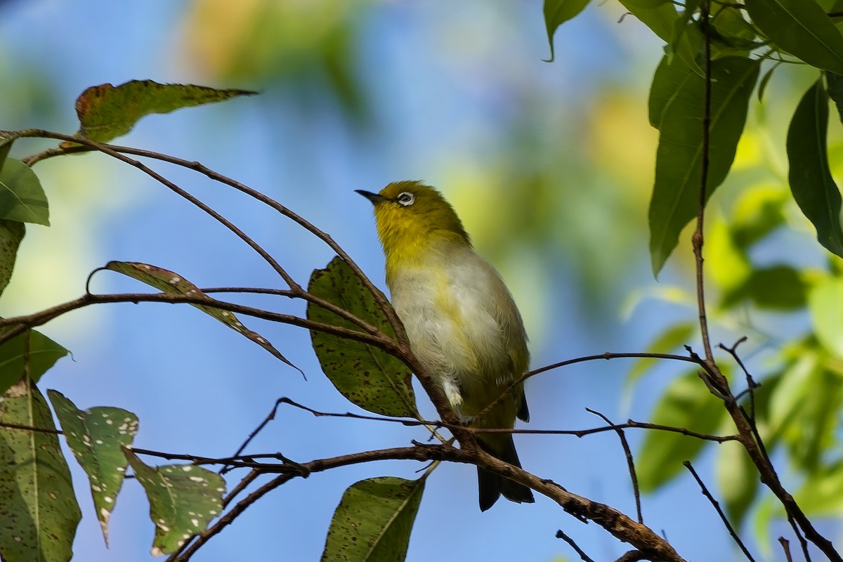 Warbling White-eye - ML642899279