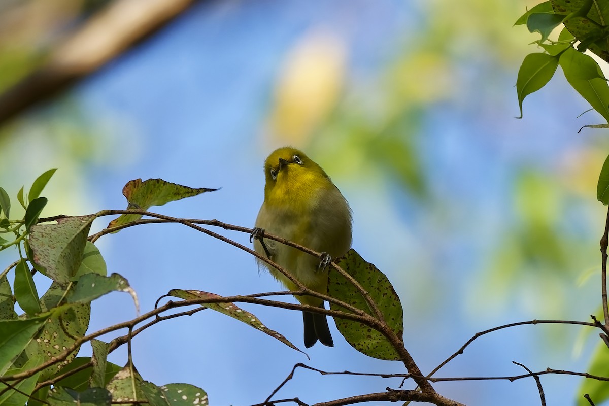 Warbling White-eye - ML642899280