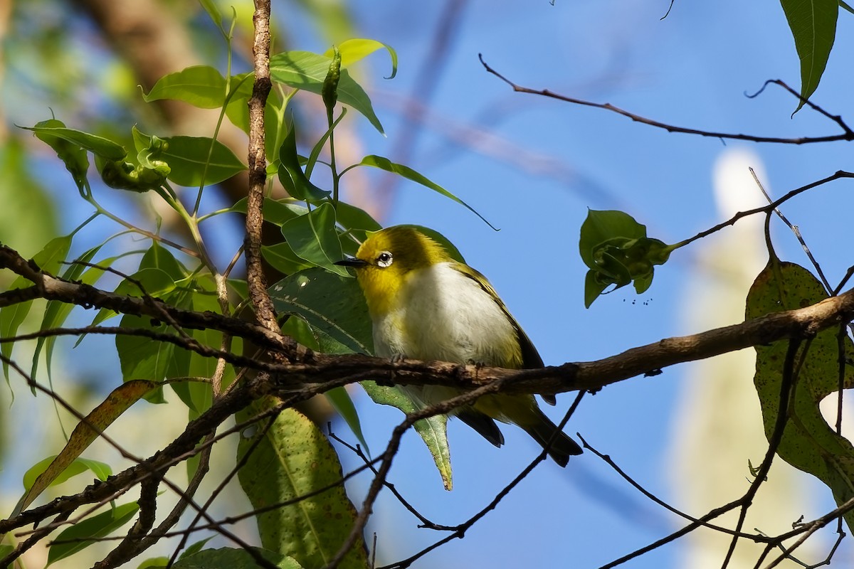 Warbling White-eye - ML642899281