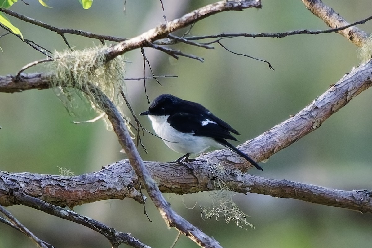 Timor Bushchat - ML642899282