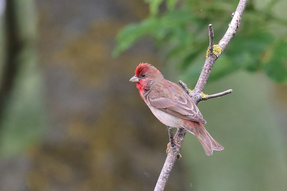 Common Rosefinch - ML642899283