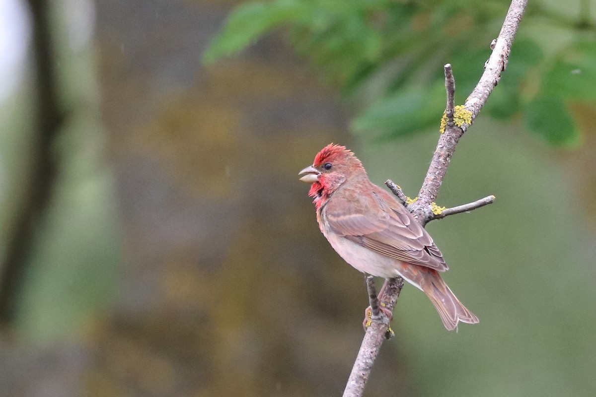Common Rosefinch - ML642899285