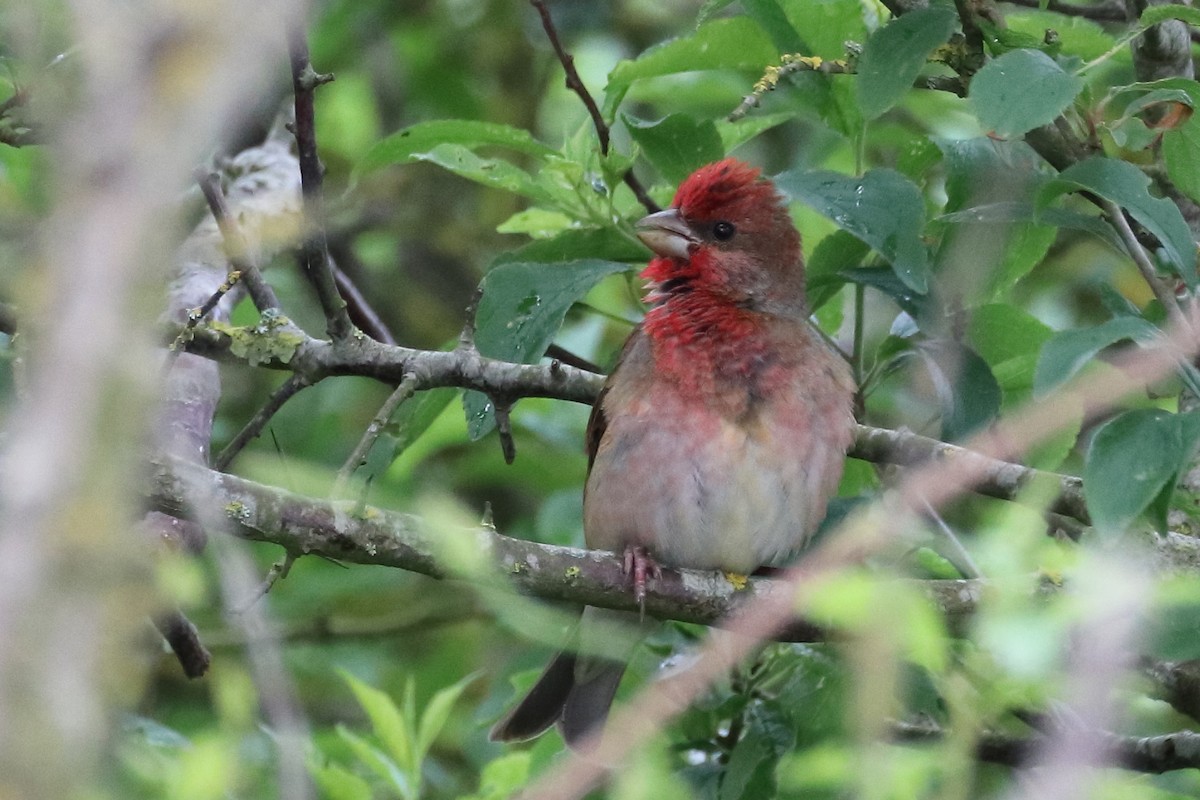 Common Rosefinch - ML642899286