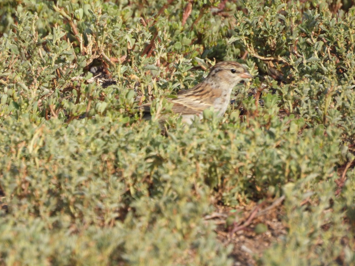 Savannah Sparrow - ML642899287