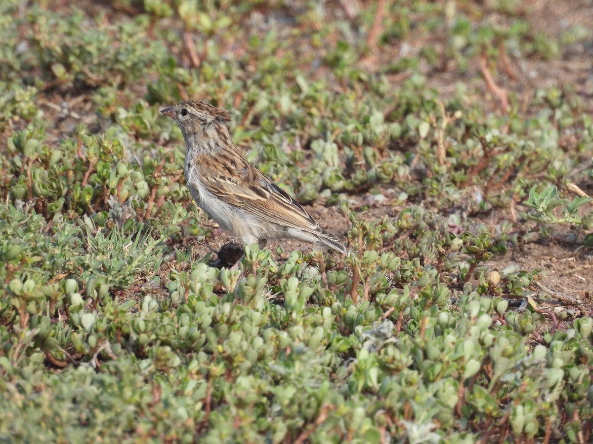 Savannah Sparrow - ML642899288