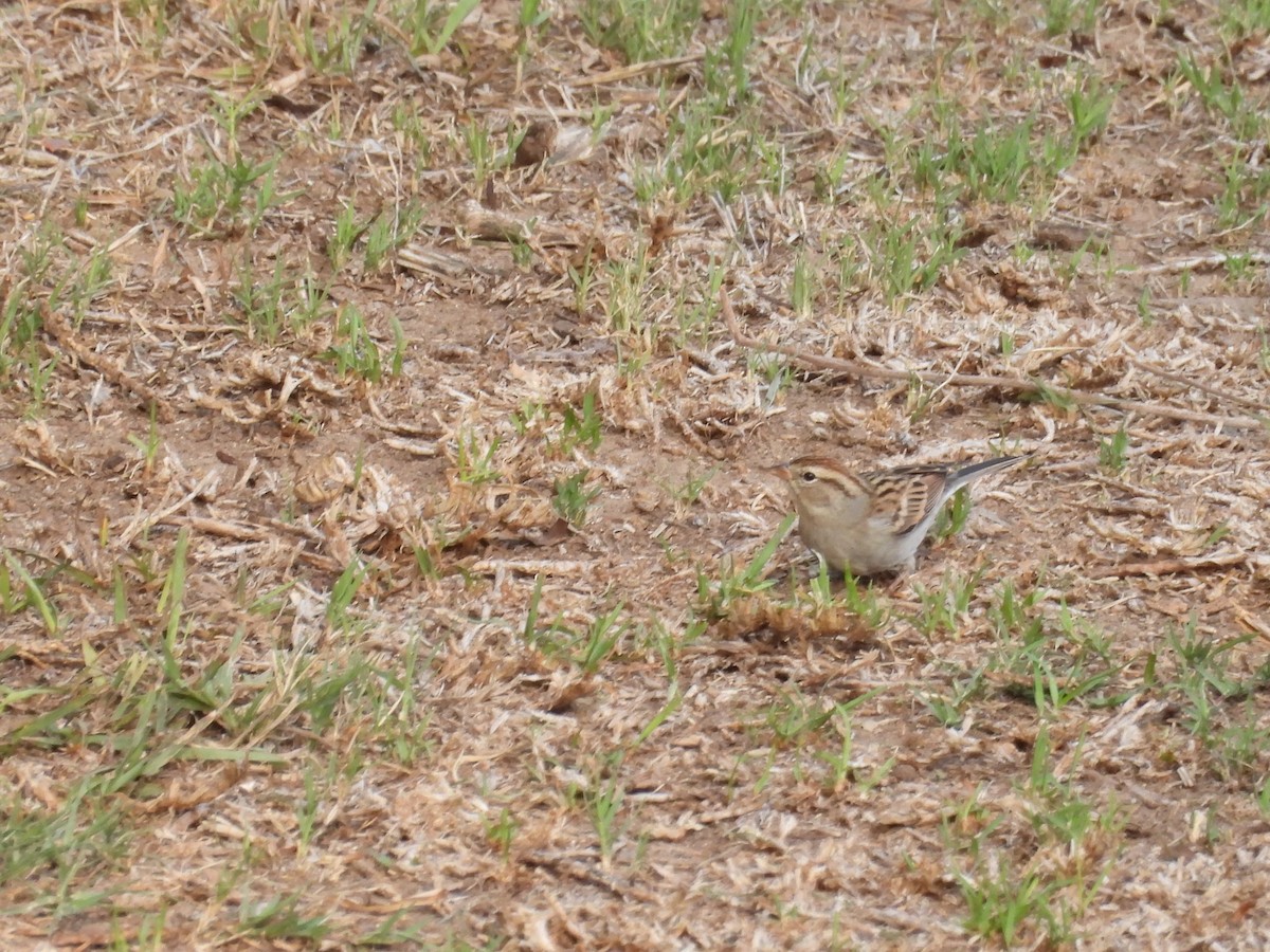 Chipping Sparrow - ML642899289