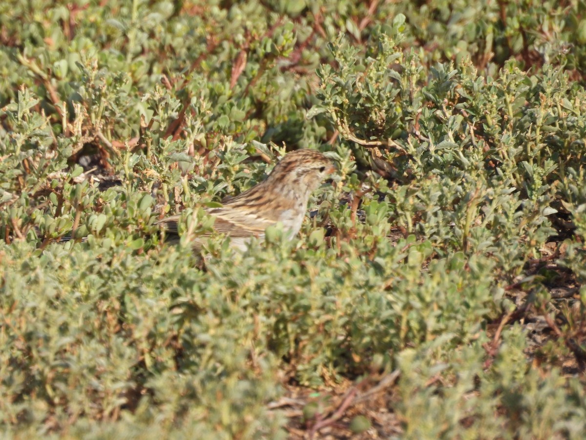 Savannah Sparrow - ML642899290