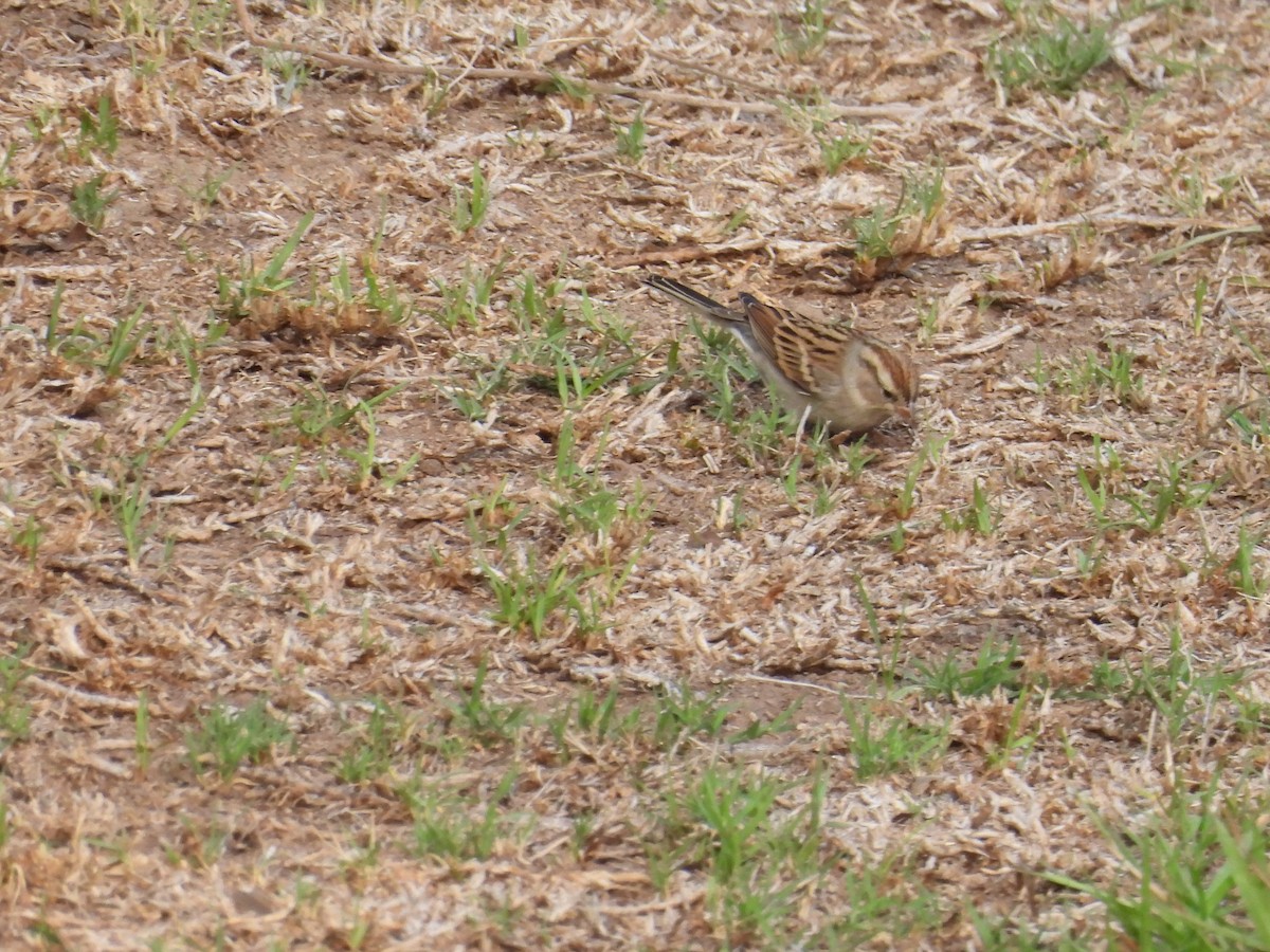 Savannah Sparrow - ML642899292