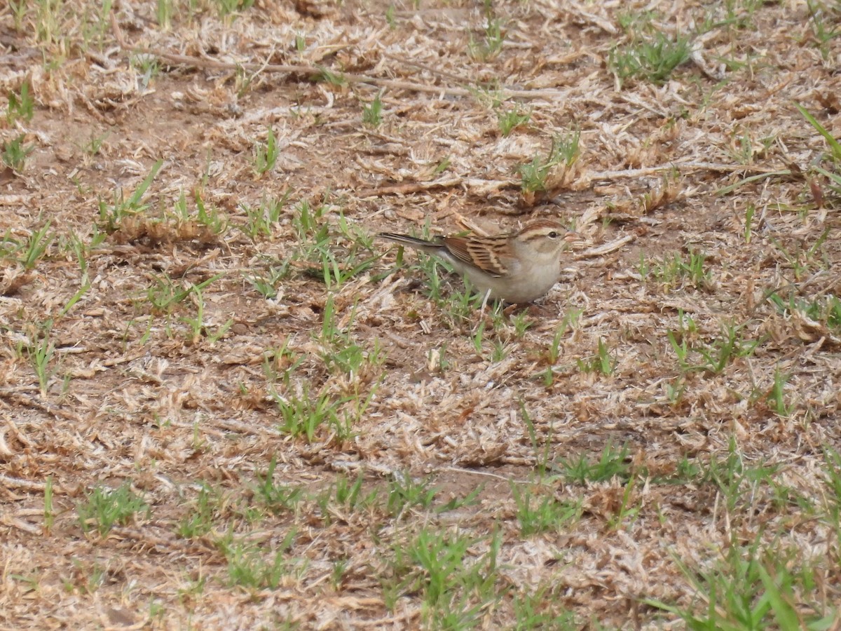 Savannah Sparrow - ML642899293