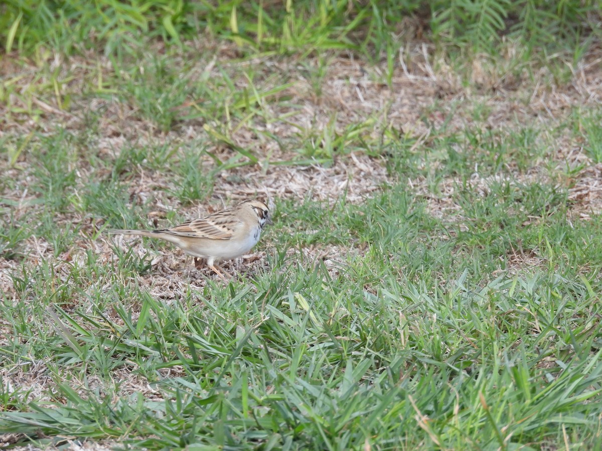 Savannah Sparrow - ML642899294