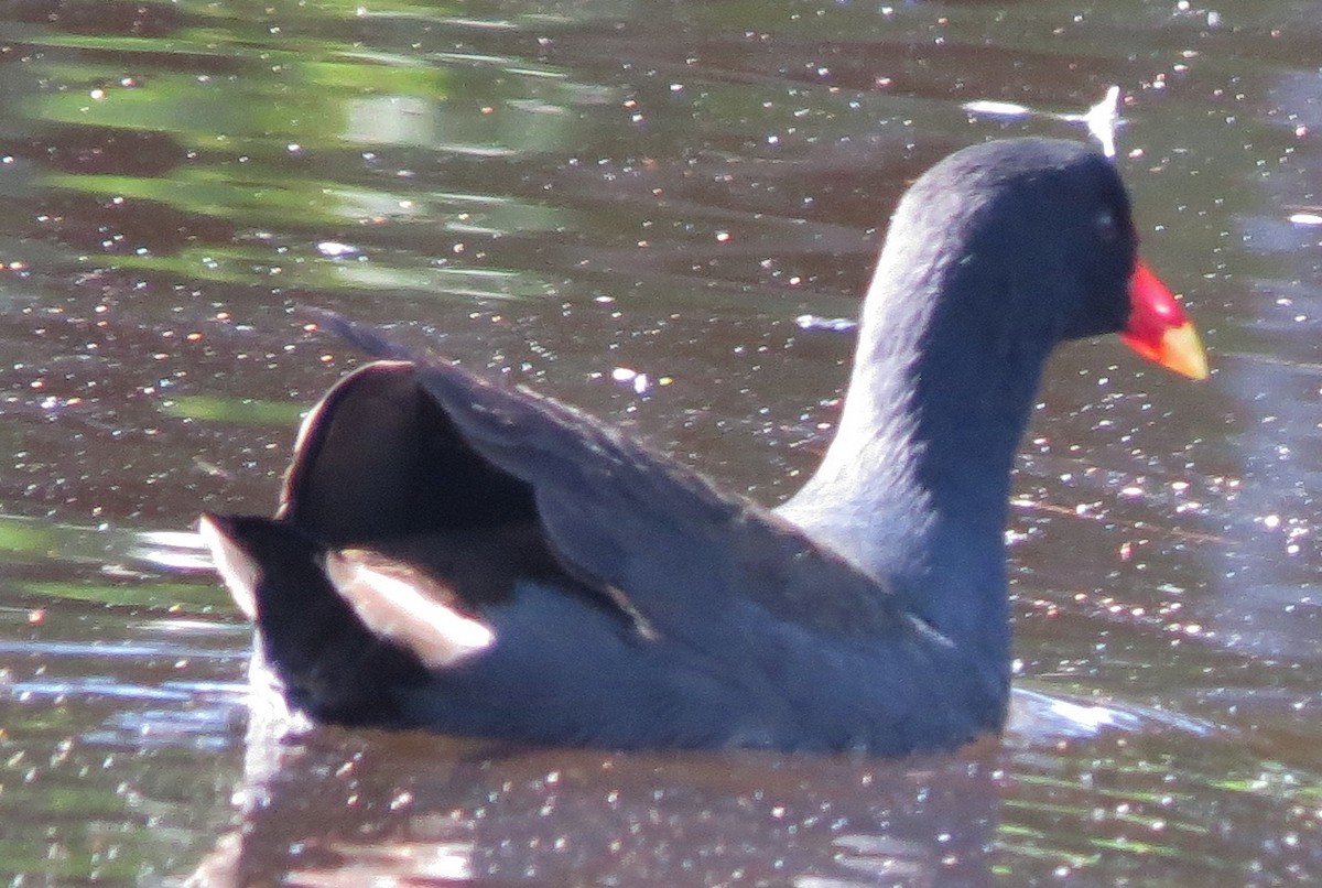 Dusky Moorhen - ML642899295