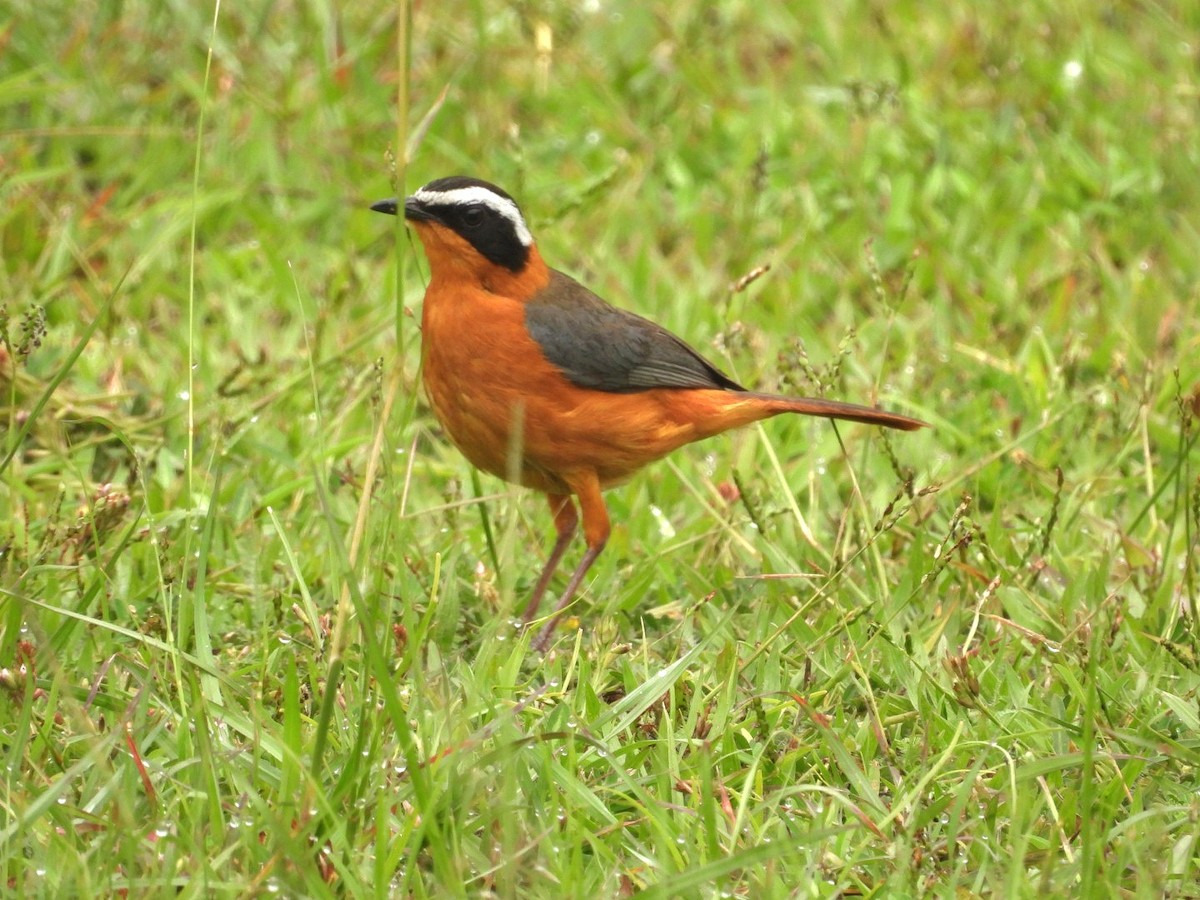 White-browed Robin-Chat - ML642899296