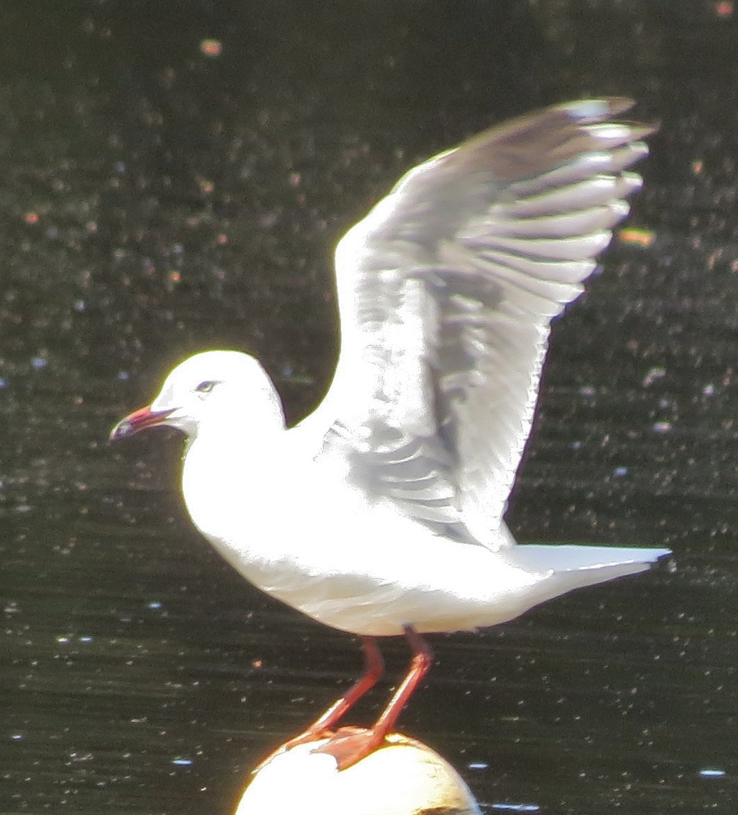Silver Gull (Silver) - ML642899297