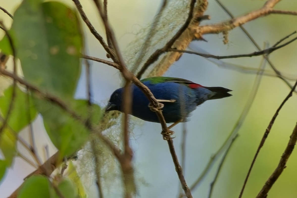 Diamante Tricolor - ML642899315
