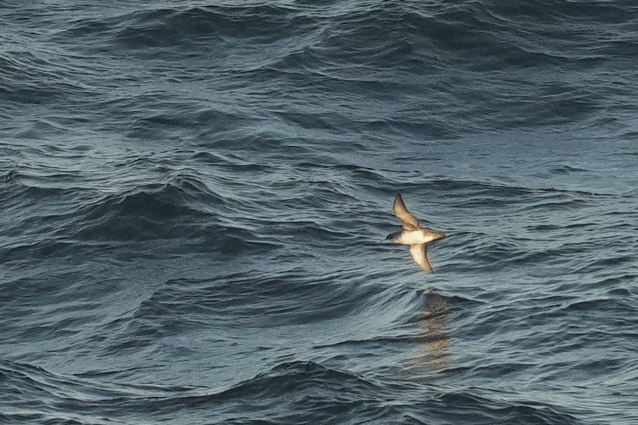 Balearic Shearwater - ML642899317