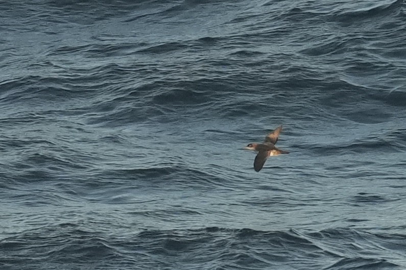 Balearic Shearwater - ML642899318