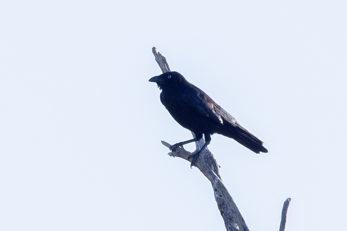 Torresian Crow - ML642899320