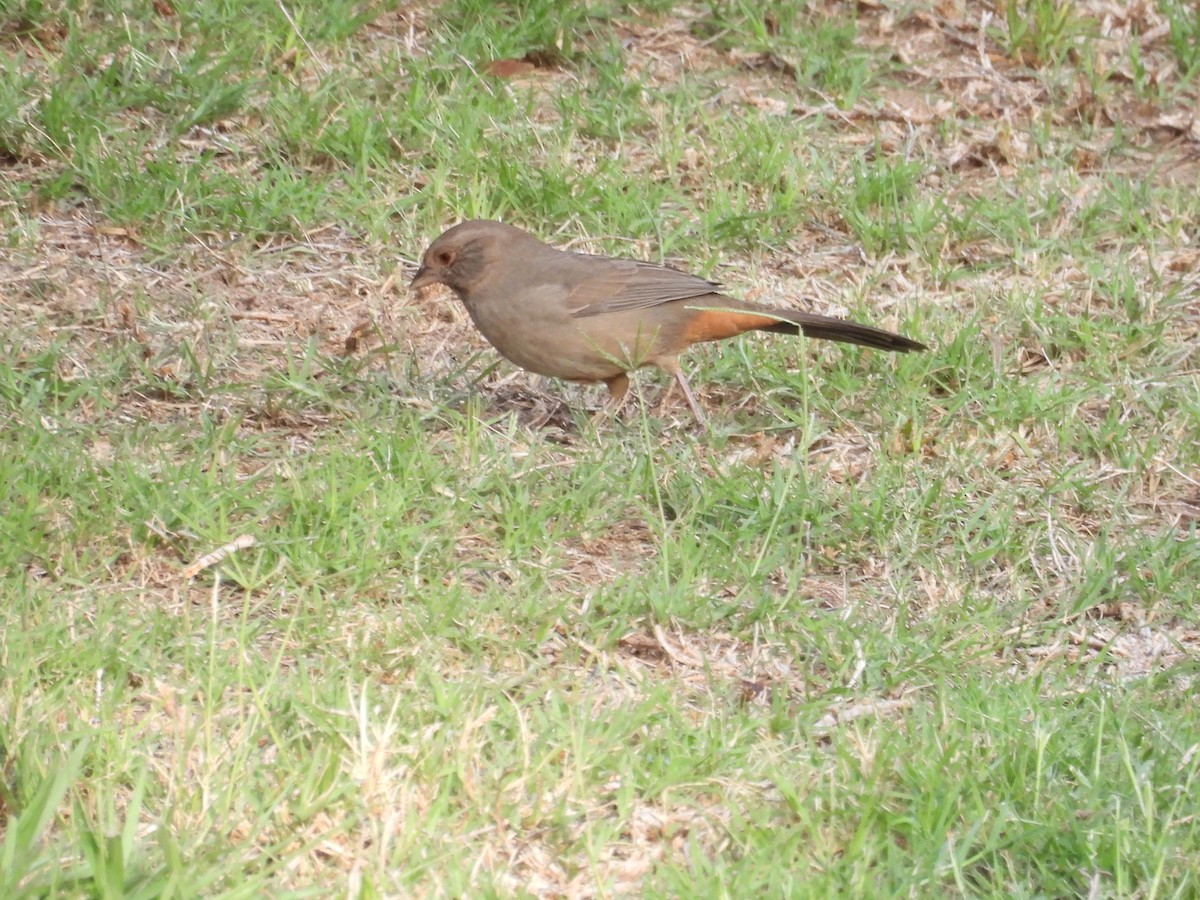 California Towhee - ML642899324