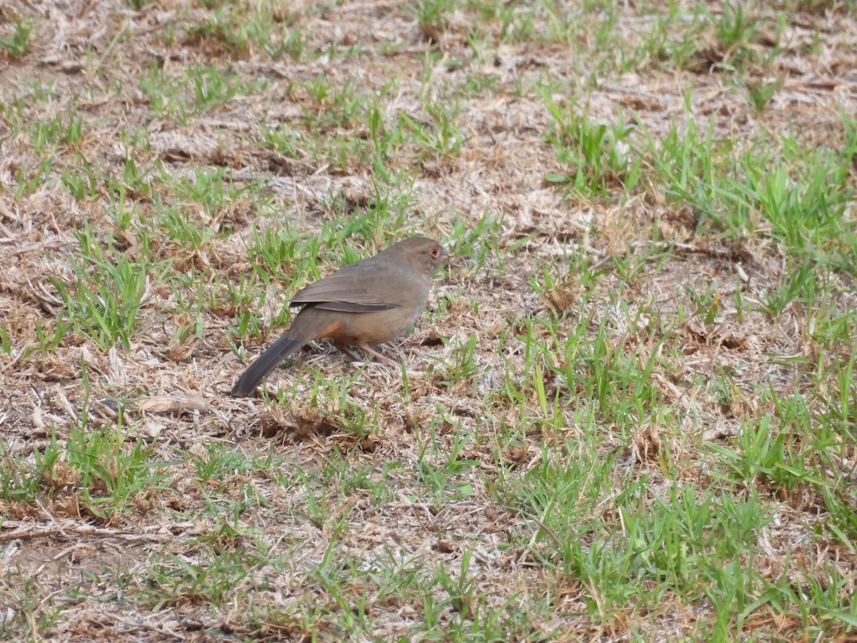 California Towhee - ML642899325