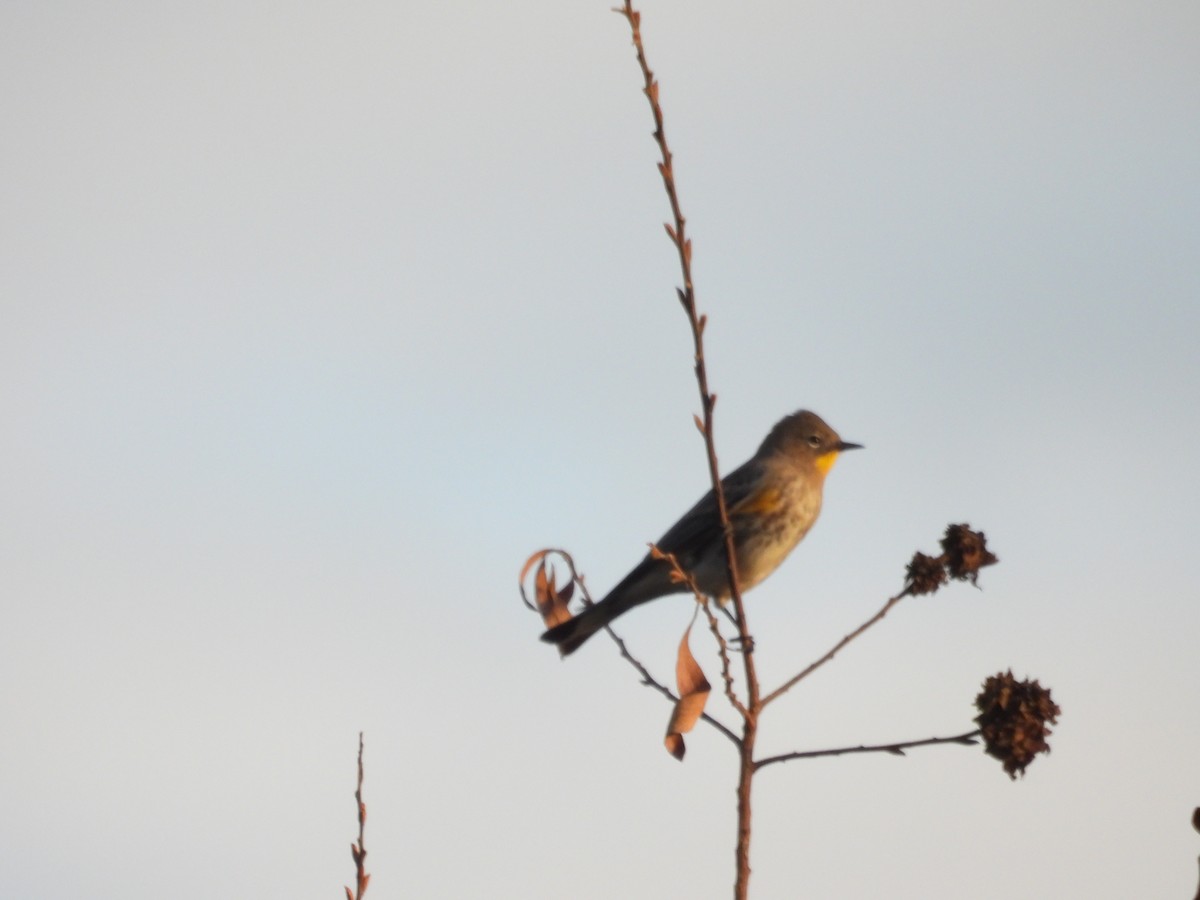 Yellow-rumped Warbler - ML642899326
