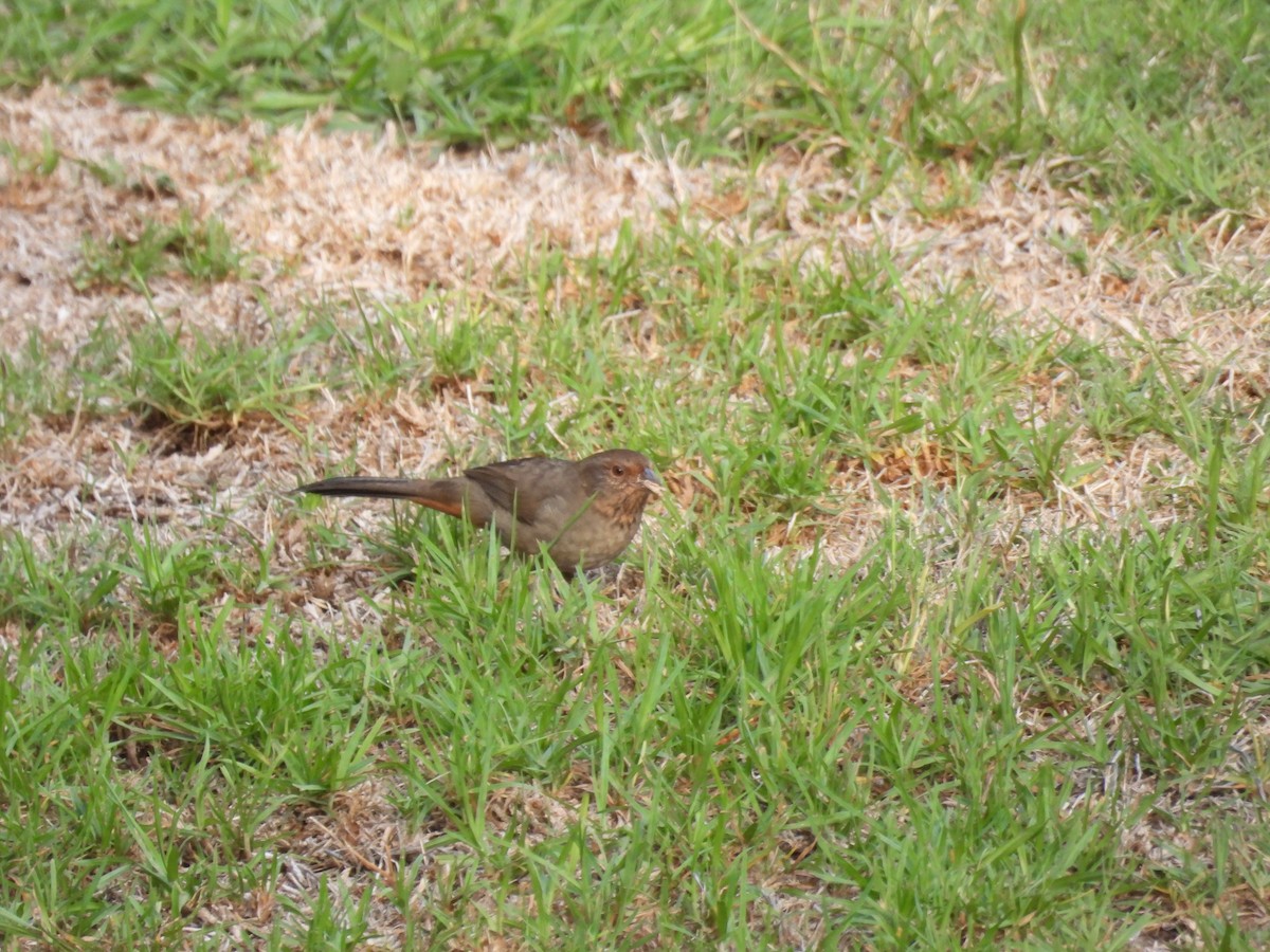 California Towhee - ML642899327