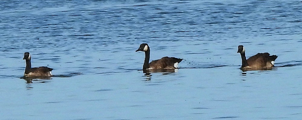 Canada Goose - ML642899340