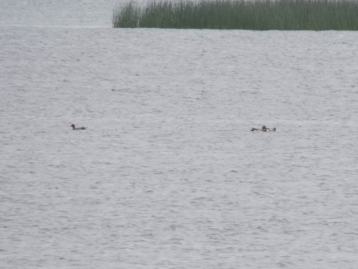 Eurasian Wigeon - ML642899345