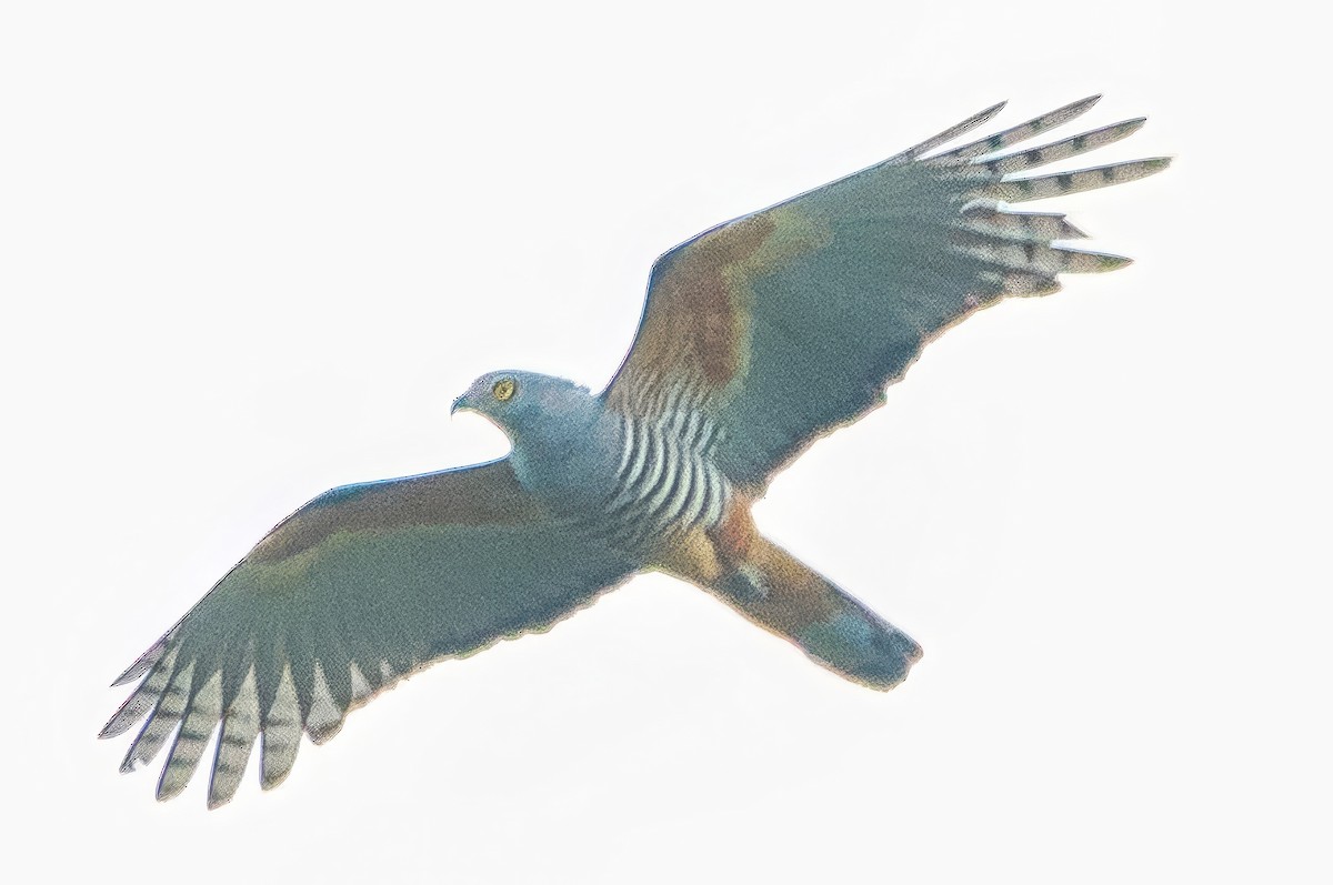 Pacific Baza - ML642899346