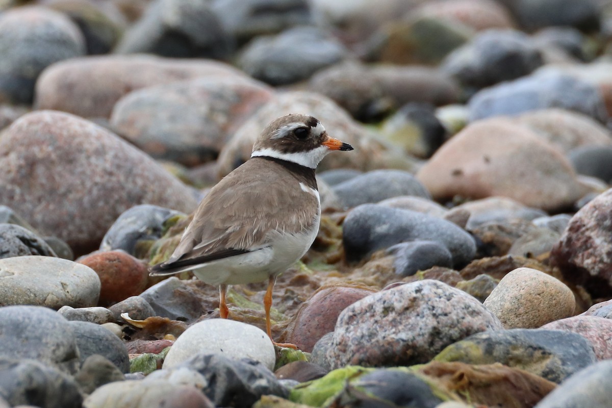 Common Ringed Plover - ML642899347
