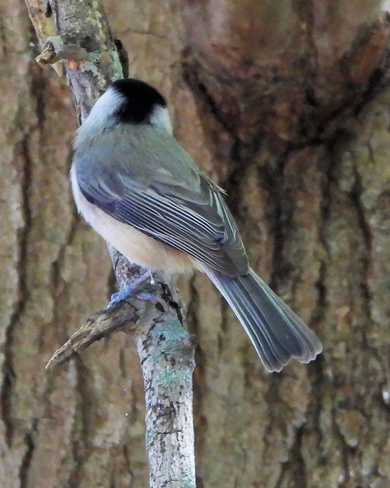 Carolina Chickadee - ML642899348