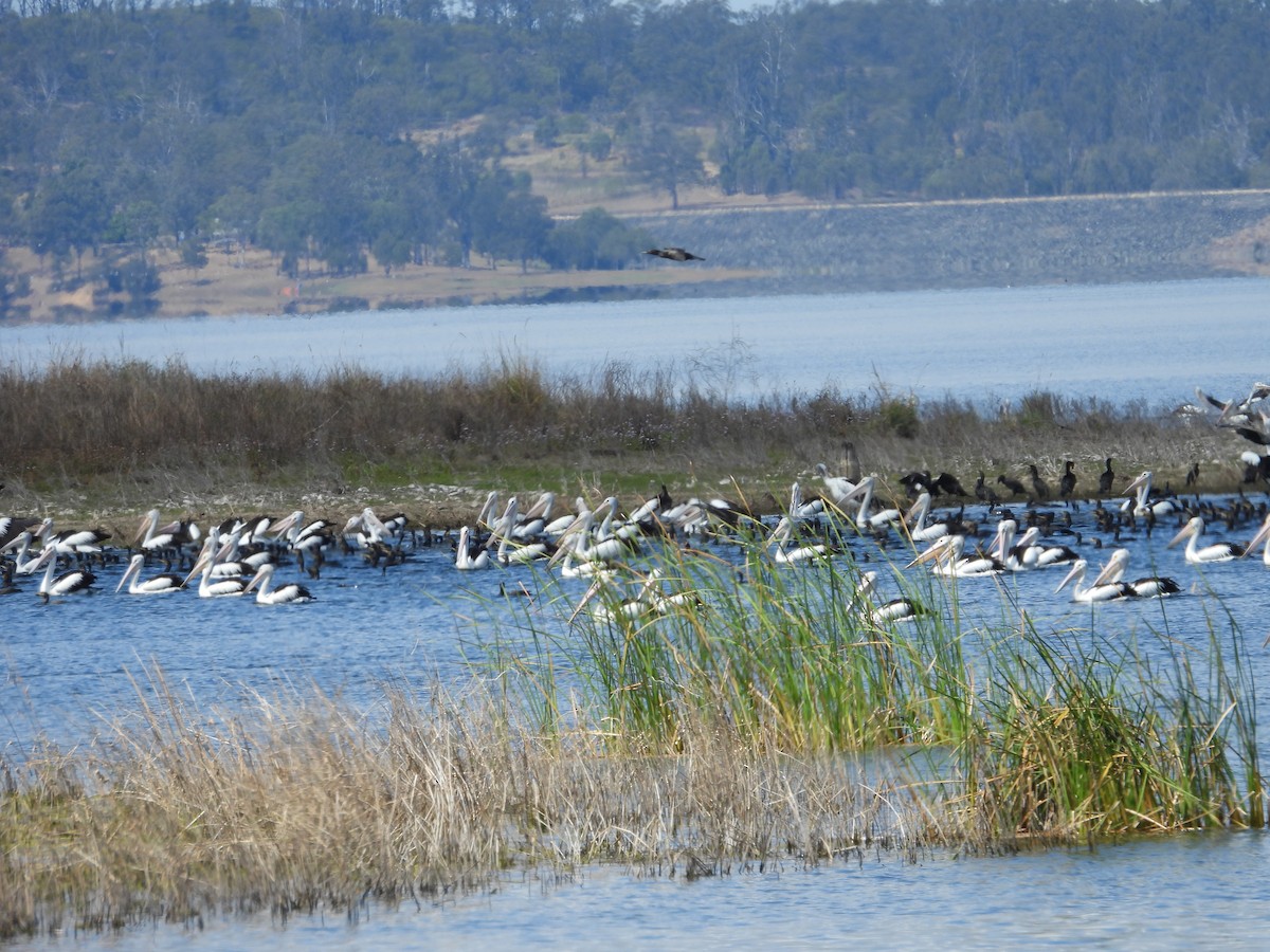 Australian Pelican - ML642899350