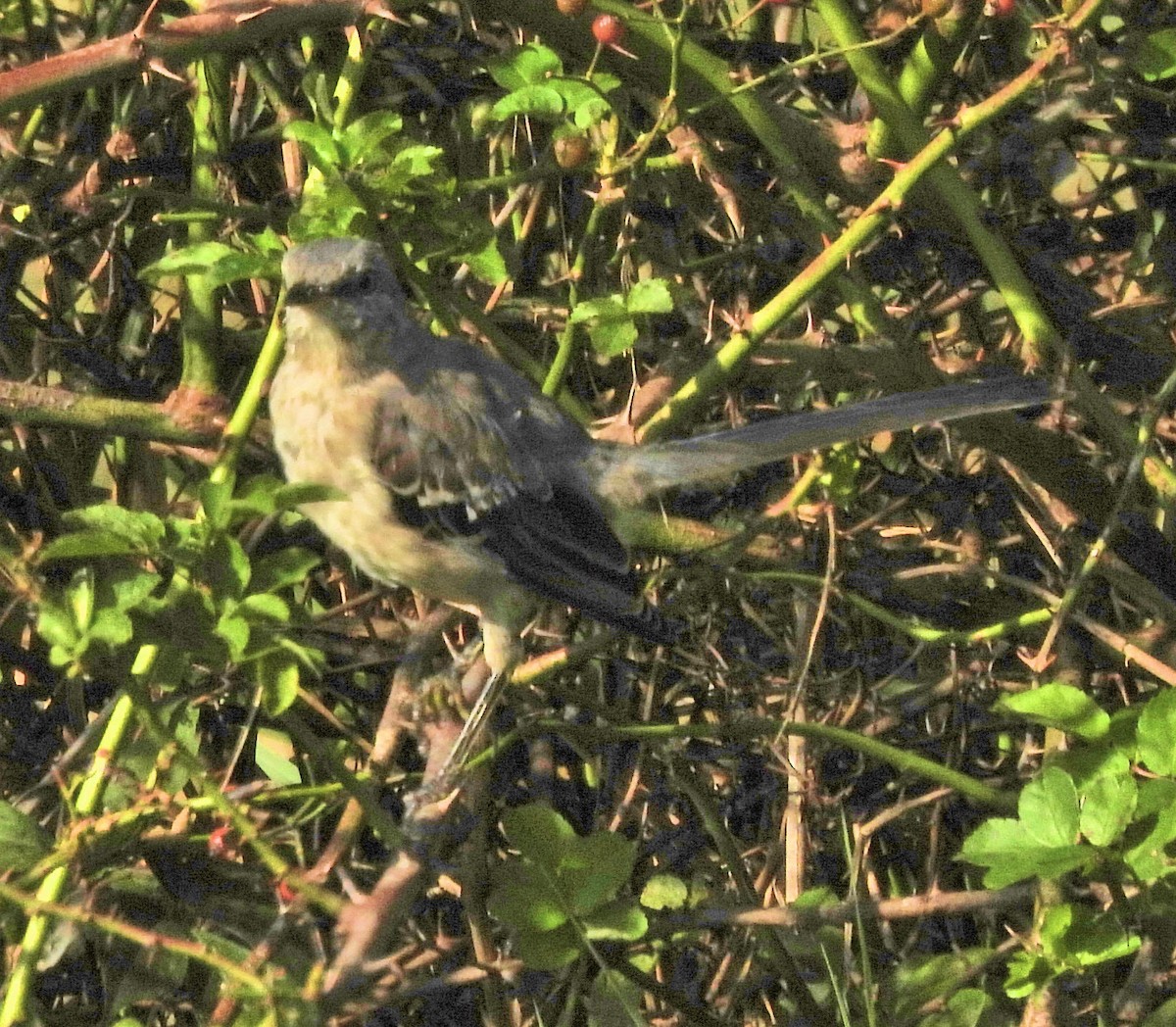 Northern Mockingbird - ML642899352