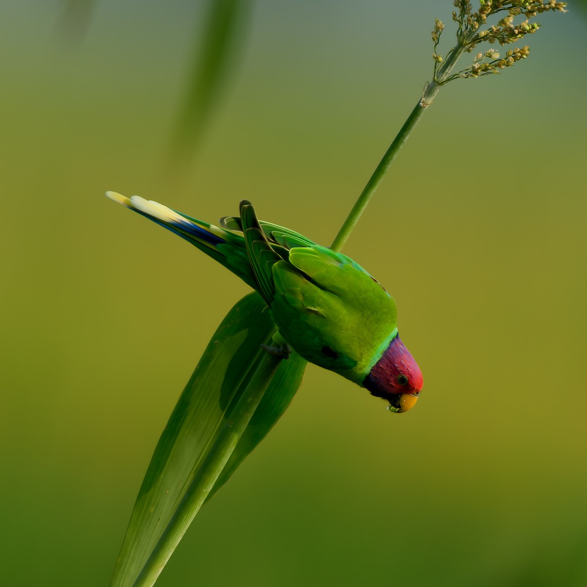 Plum-headed Parakeet - ML642899353