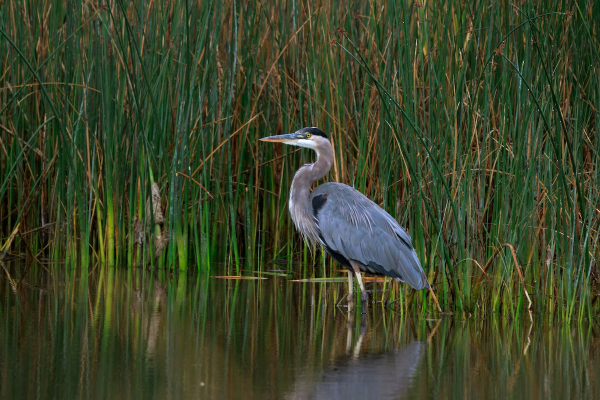 Great Blue Heron (Great Blue) - ML642899355