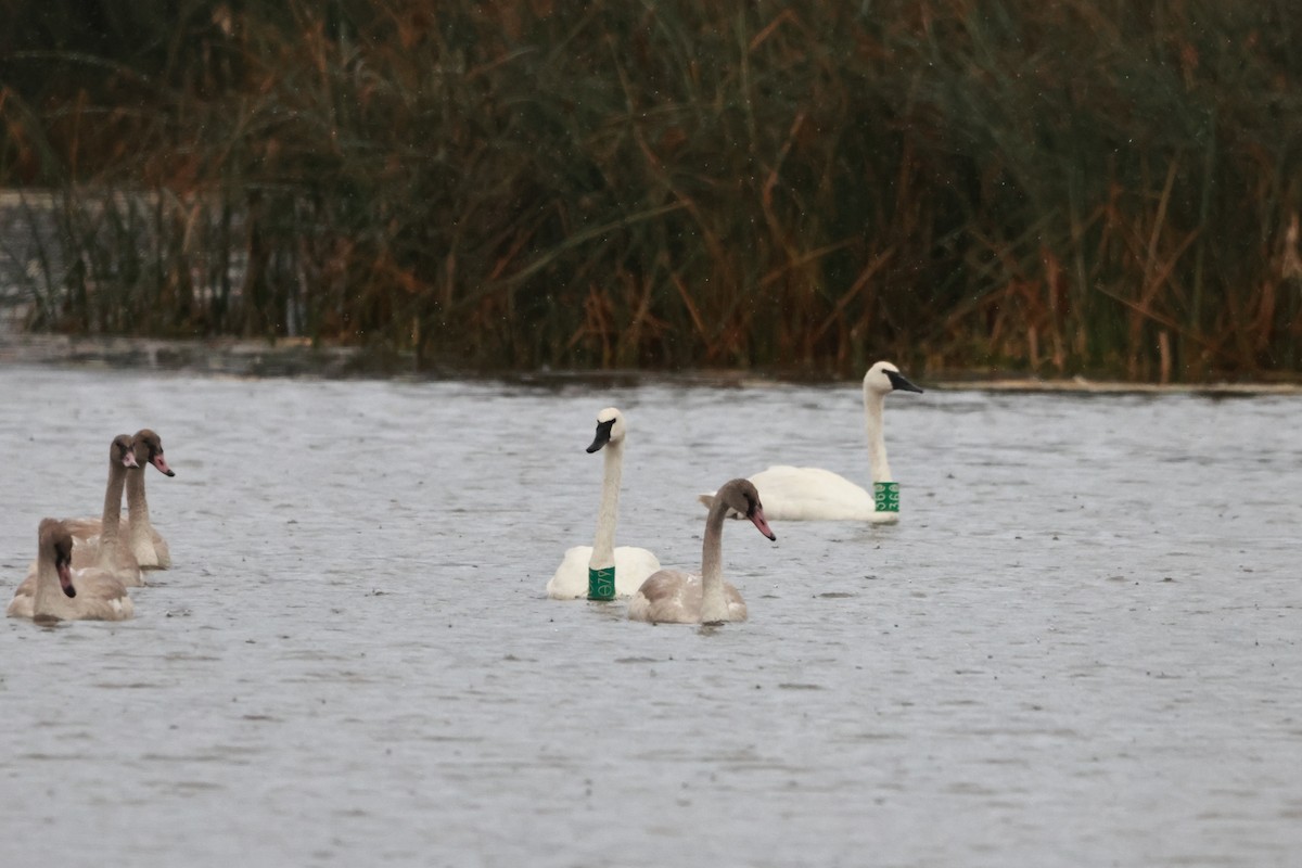Trumpeter Swan - ML642899357