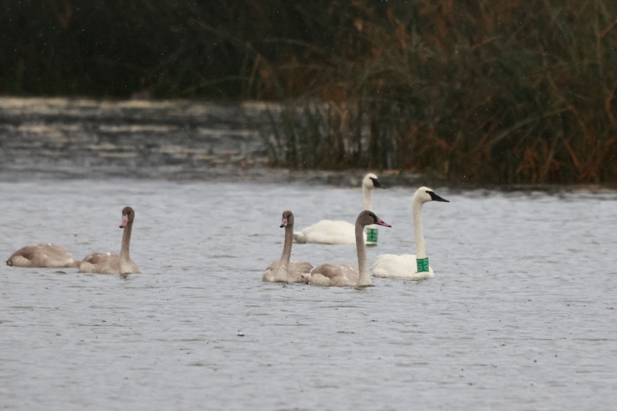 Trumpeter Swan - ML642899358