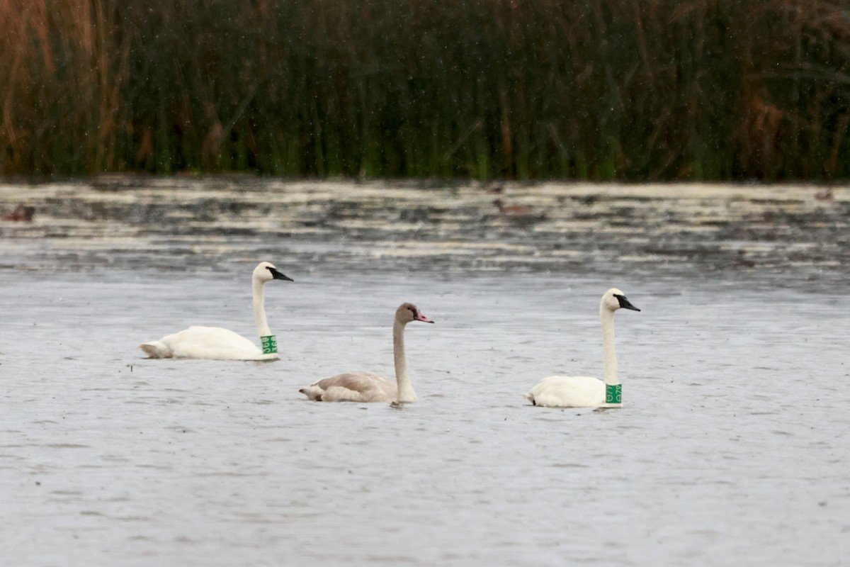 Trumpeter Swan - ML642899359