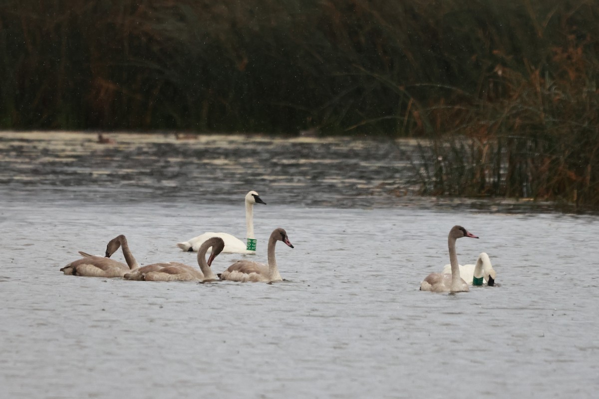 Trumpeter Swan - ML642899360