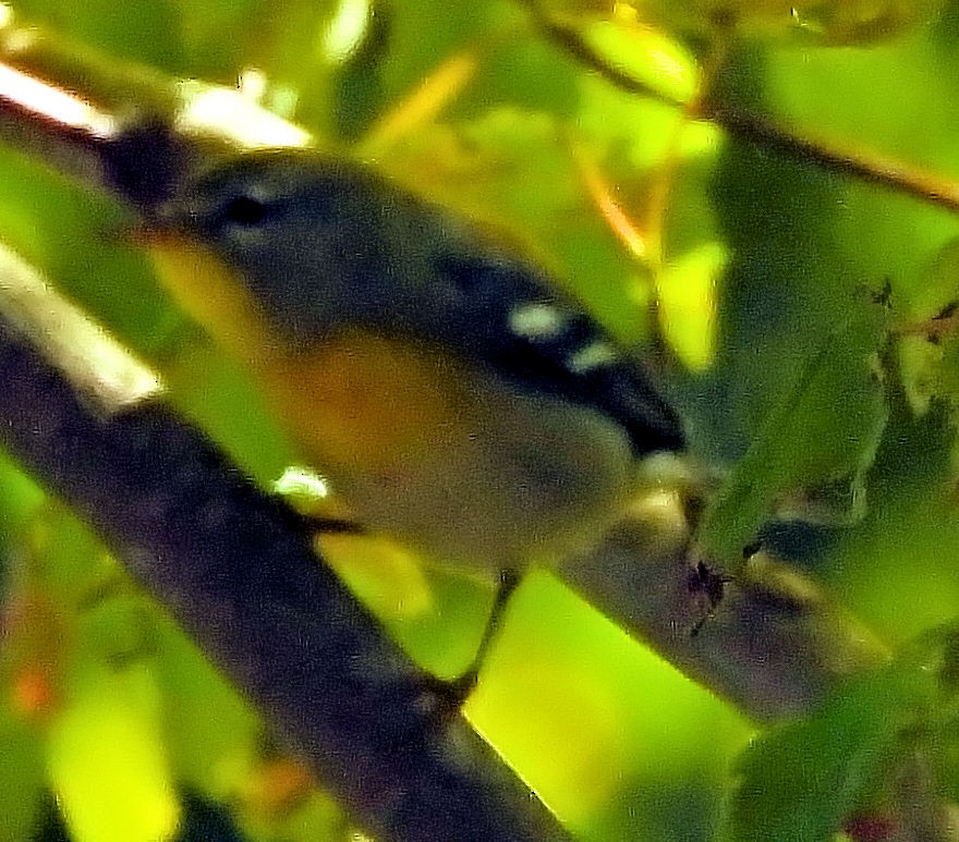 Northern Parula - ML642899361
