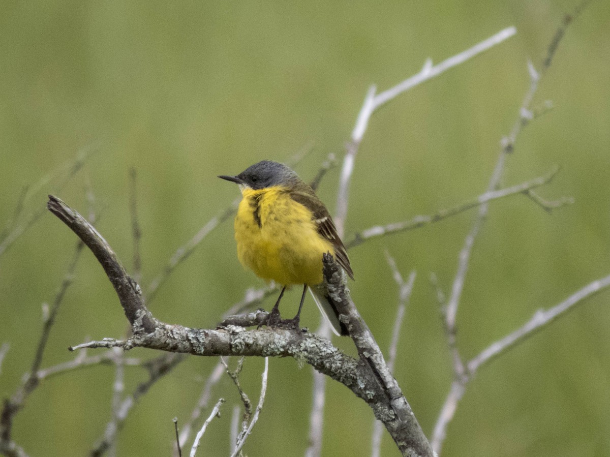 Western Yellow Wagtail (thunbergi) - ML642899362