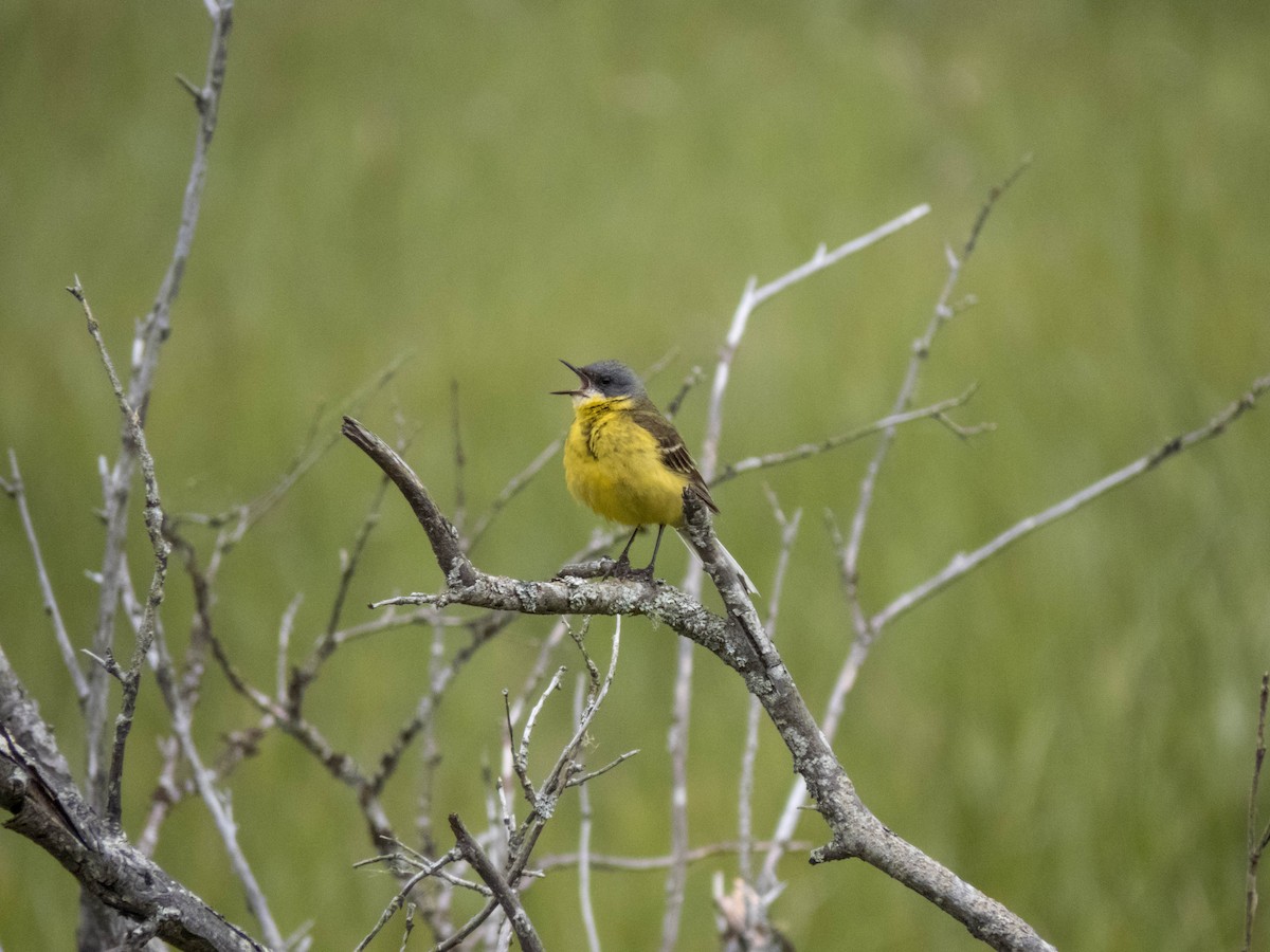 Western Yellow Wagtail (thunbergi) - ML642899363