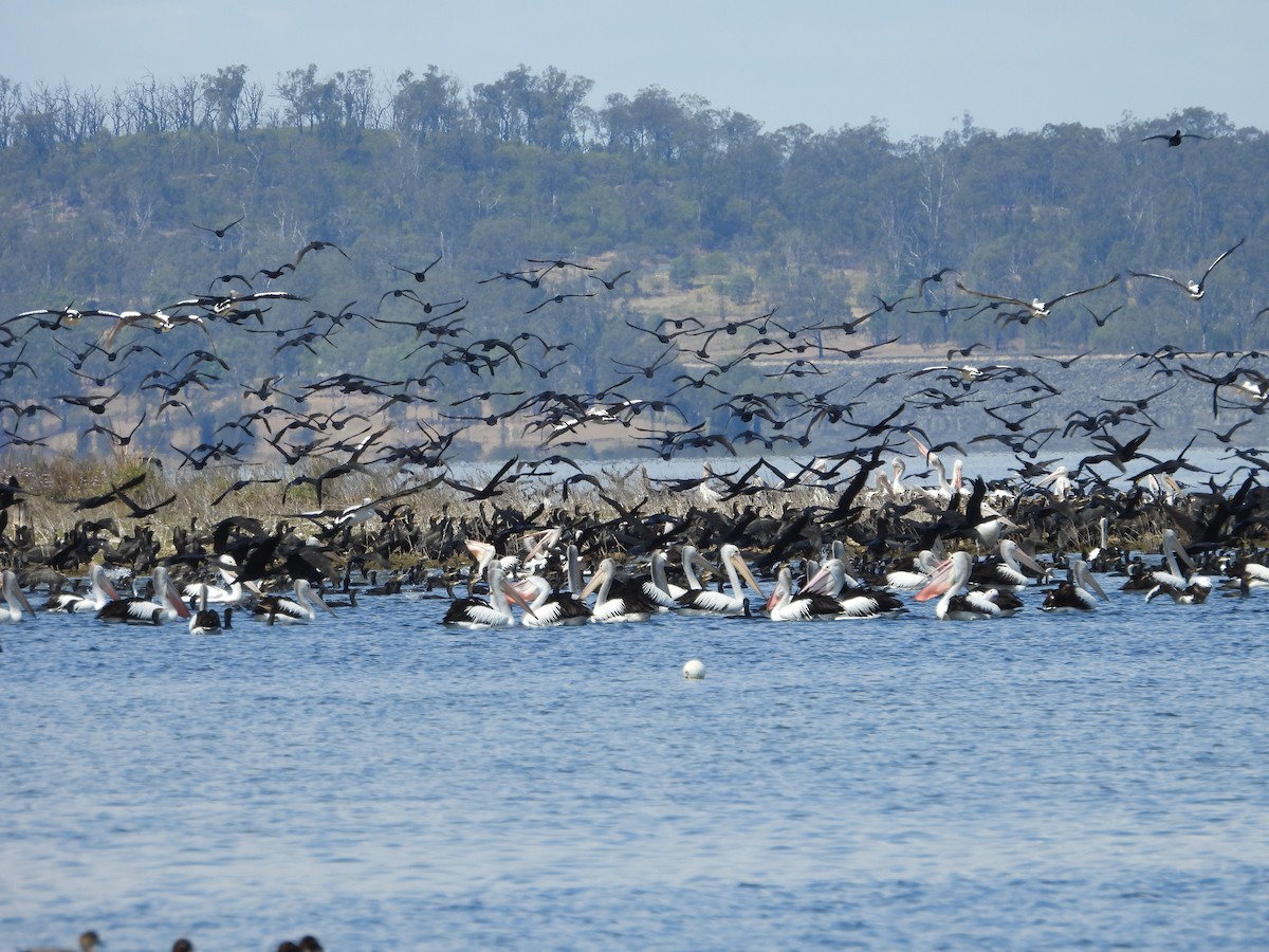 Little Black Cormorant - ML642899364