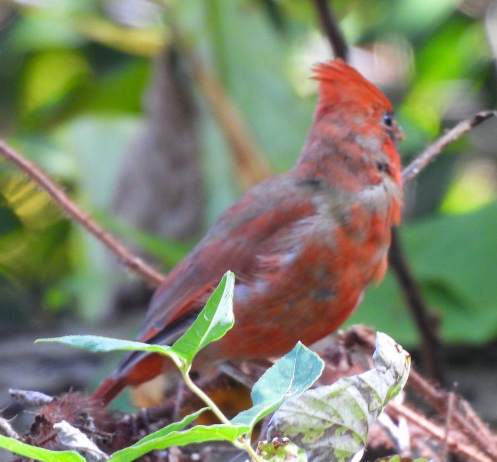 Northern Cardinal - ML642899365