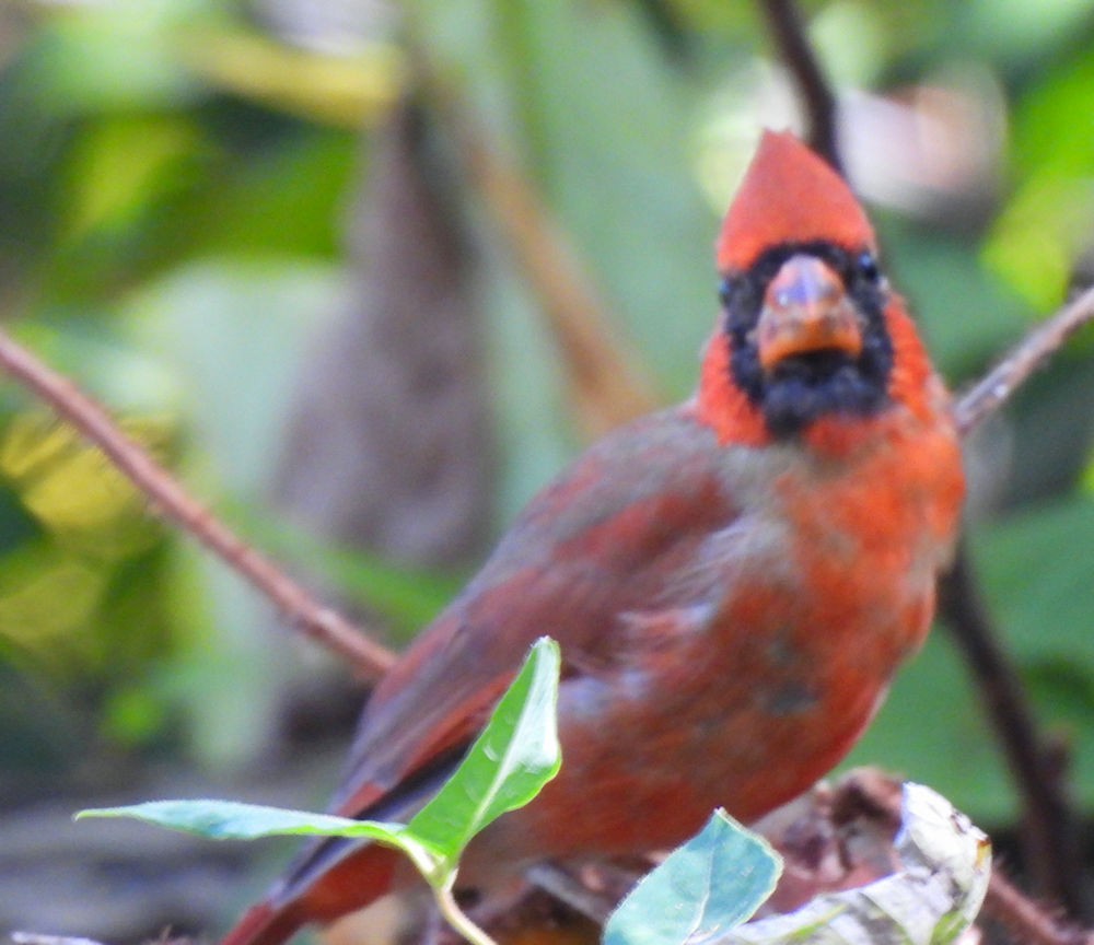 Northern Cardinal - ML642899366